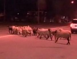 Oile care iubesc viaţa: au evadat din abator şi au ţinut poliţiştii după ele o noapte întreagă